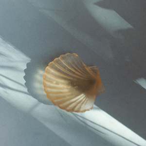 Handmade Glass Scallop