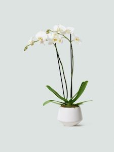 White Phalaenopsis Orchid