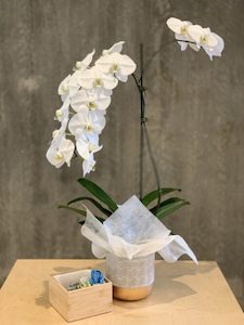 Grandiflora Phalaenopsis Orchid Plant