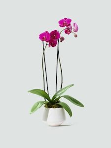 Phalaenopsis Orchid