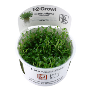 Tropica Glossostigma elatinoides 1-2-Grow Tissue Culture