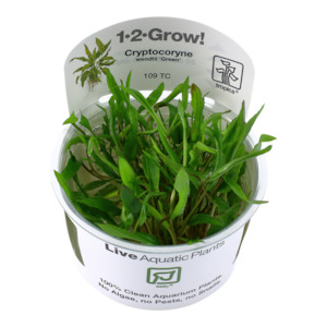 Aquarium: Tropica Cryptocoryne wendtii "Green" 1-2- Grow Tissue Culture