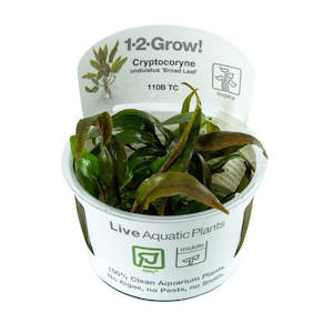 Tropica Cryptocoryne undulata "Broad Leaf" 1-2-Grow Tissue Culture