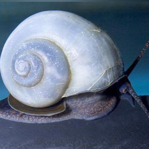 Blue Mystery Snail