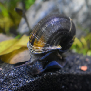 Brown Mystery Snail