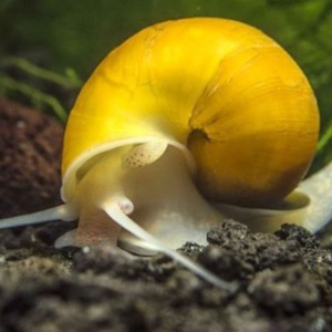 Aquarium: Golden Apple Snail