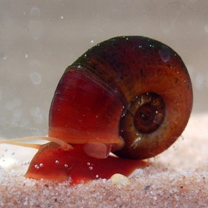 Ramshorn Snail