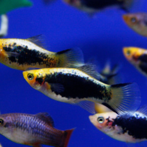 Aquarium: White Tuxedo Platy