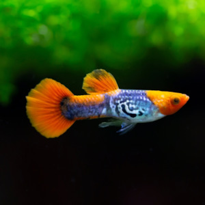 Cobra Kai Guppy