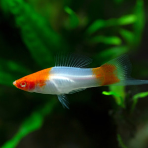 Kohaku Swordtail