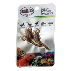 Aquarium: ProBugs Scorpion