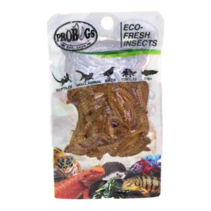 ProBugs Meal Worms