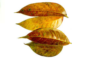 Mahogany Leaves 20 Pack