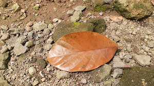 Jackfruit Leaves 10 Pack