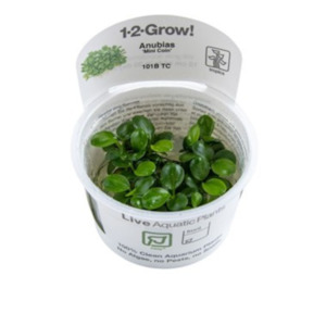 Tropica Anubias barteri "mini coin" 1-2Grow Tissue Culture