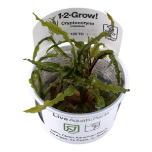 Aquarium: Tropica Cryptocoryne crispatula 1-2-Grow Tissue Culture