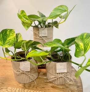 Epipremnum  Aureum ~ Golden Pothos