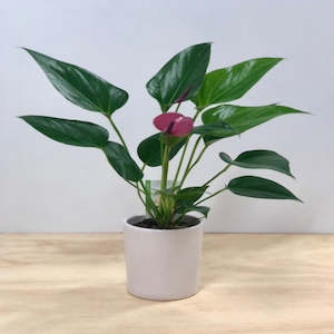 Flower: Anthurium Plant