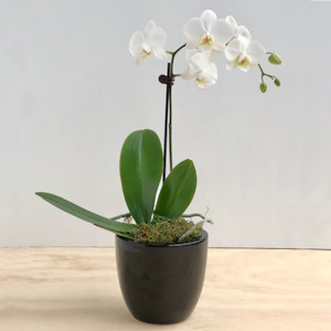 Orchid Plant