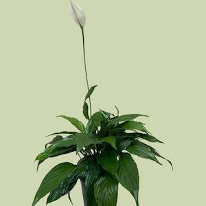 Royal Spathiphyllum ( Peace Lily)