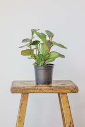 Flower: House Plant - Peperomia Green