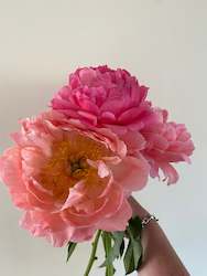 Peony Bundles