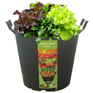 Planter Tubs: Big Tubs with Handles