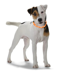 Gift: Yukon Luminescent LED Dog Collar