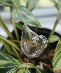 Gift: Plant Watering Bubbles