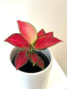 Flower: Aglaonema Sunshine