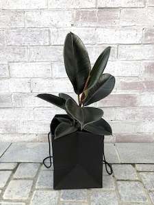 Rubber Tree