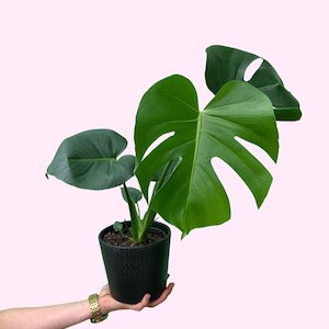 Monstera deliciosa 'Fruit salad plant'