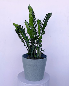 Zamioculcas - ZZ Plant