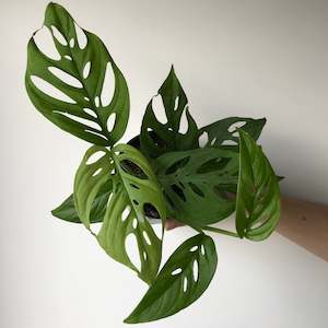 Monstera Adansonii 'Swiss Cheese Vine'