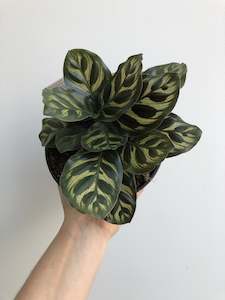 Calathea Makoyana