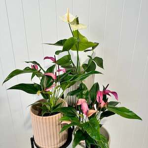 Anthurium