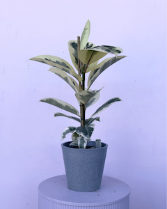 Ficus Elastica 'Tineke'