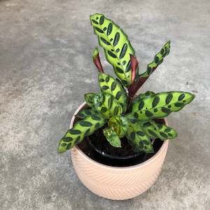 Calathea Insignis