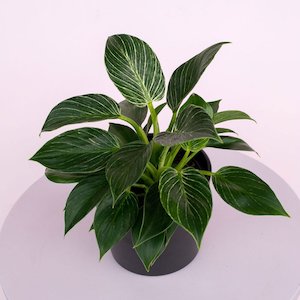 Philodendron Birkin