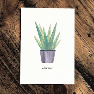 Flower: Aloe Vera - Greeting Plant