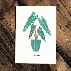 Flower: Alocasia - Greeting Card