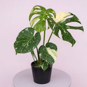 Monstera Thai Constellation