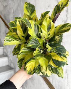 Calathea Yellow Fusion