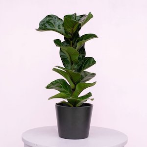 Ficus lyrata 'Fiddle Leaf Fig'