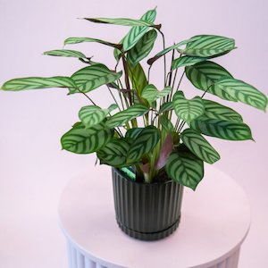 Calathea louisae