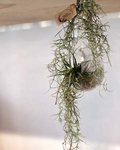 Spanish moss - Air plant