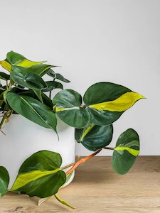 Philodendron Brasil