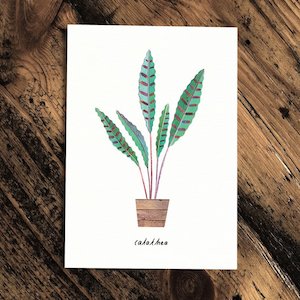 Calathea - Greeting Card