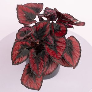 Begonia Red Kiss