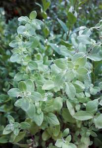 Marjoram